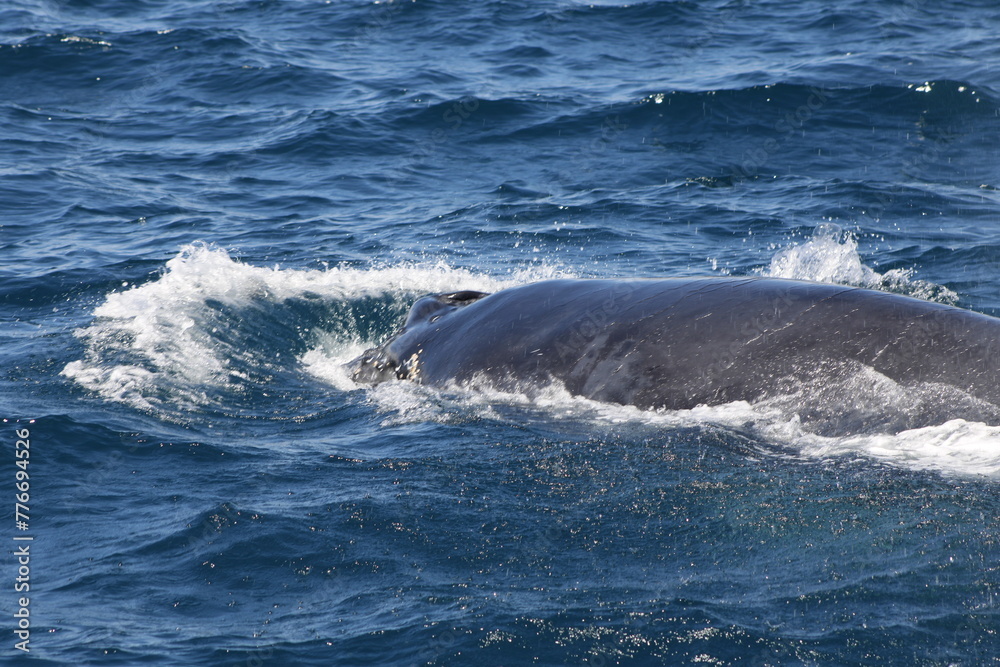 Obraz premium Ballenas