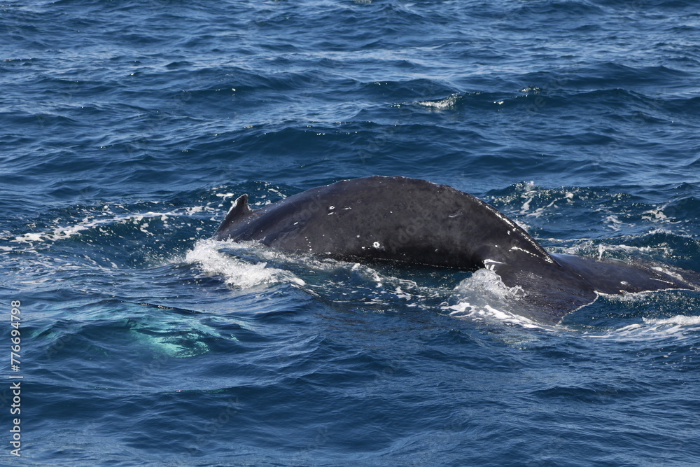 Ballenas