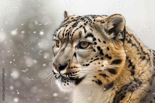 Majestic Snow Leopard in Snowfall Close Up Portrait, Endangered Wild Cat in Natural Habitat, Winter Wildlife Scene