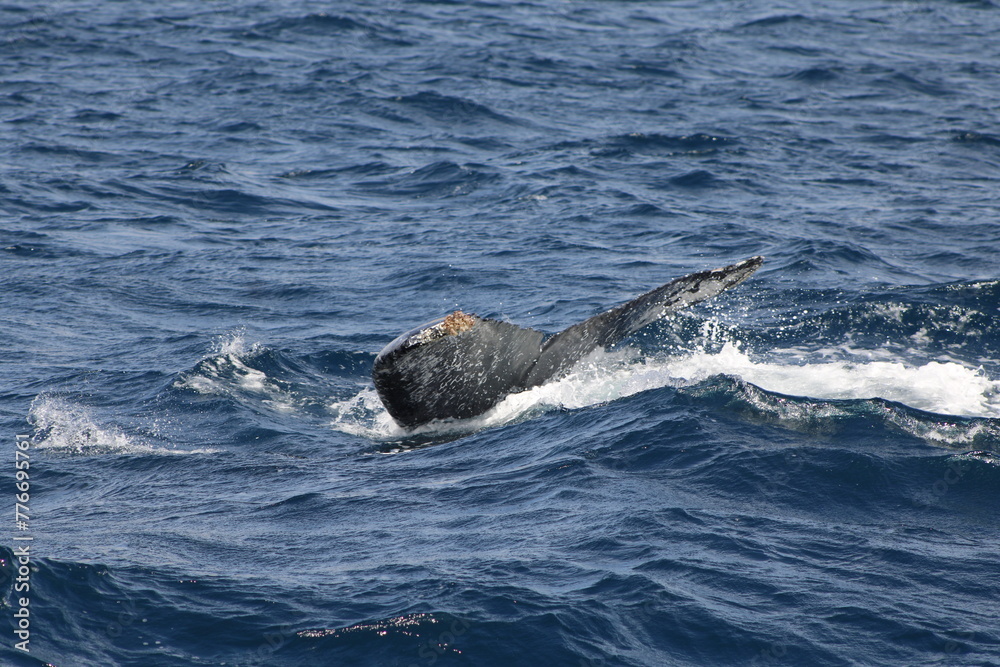 Fototapeta premium Ballenas