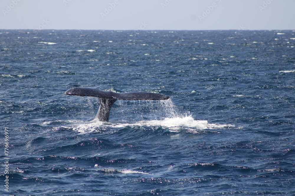 Fototapeta premium Ballenas