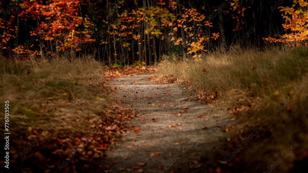 Fototapeta premium Autumn's Path: A Walk Through Fall Foliage,autumn background, autumn color, autumn park