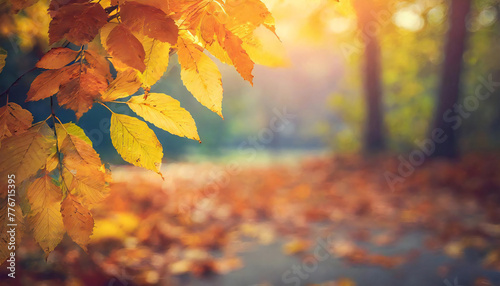 Image of autumn, autumn leaves, fallen leaves, and a blurred background. photo