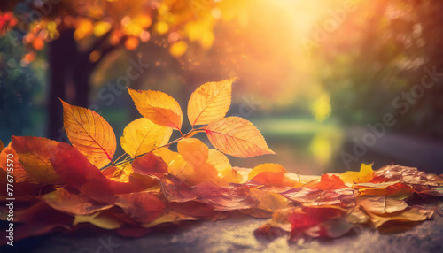 Image of autumn, autumn leaves, fallen leaves, and a blurred background. photo