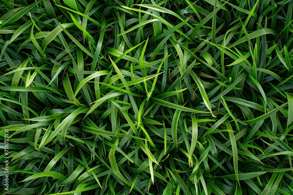 green grass background green grass background