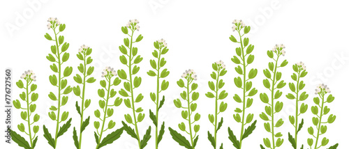 field pennycress flowers, vector drawing wild plants at white background, Thlaspi arvense,floral element, hand drawn botanical illustration