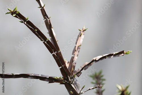 翼があるニシキギの枝