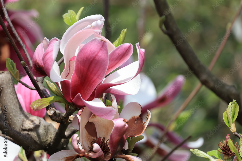 Obraz premium 開花した赤紫色のシモクレンの花