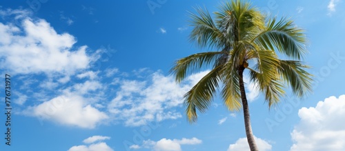 A tall palm tree stands on a sandy beach overlooking the sparkling ocean under a clear blue sky with fluffy white clouds