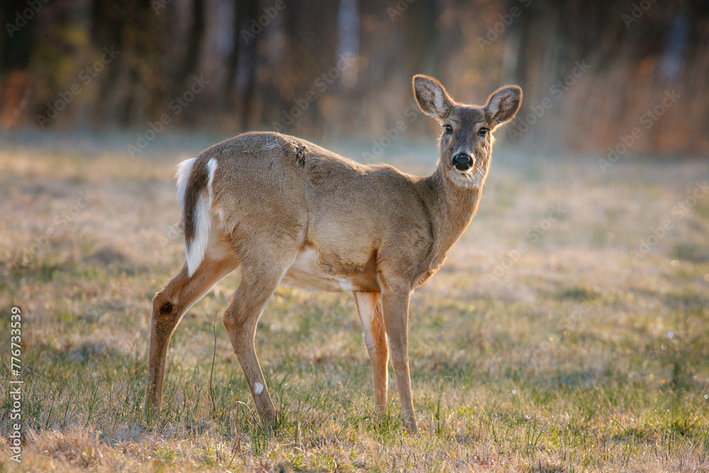White-tailed Deer in a Grassy Field in Backlit by Morning Sunlight White-tailed Deer in a Grassy Field in Backlit by Morning Sunlight