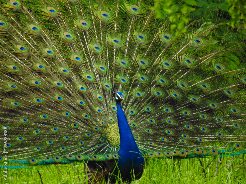 Obraz premium Portrait of a male peacock displaying beautiful plumage