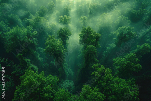 A photo of a lush green forest with its trees reaching up to the sky