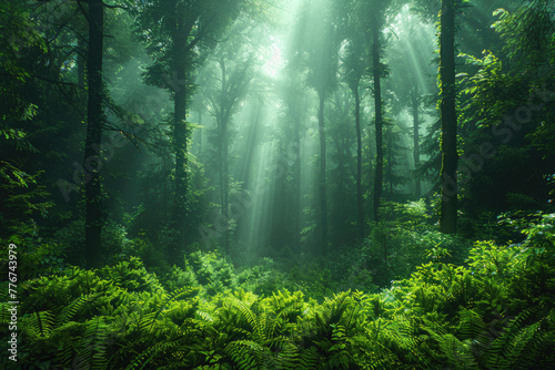 A photo of a lush green forest with its trees reaching up to the sky