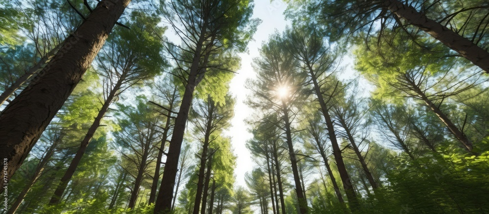 Seen from under parallel pine trees, in the forest the trees are illuminated by the sun, light comes in from the gaps in the green tree leaves, blue light, green Seen from under parallel pine trees, in the forest the trees are illuminated by the sun, light comes in from the gaps in the green tree leaves, blue light, green