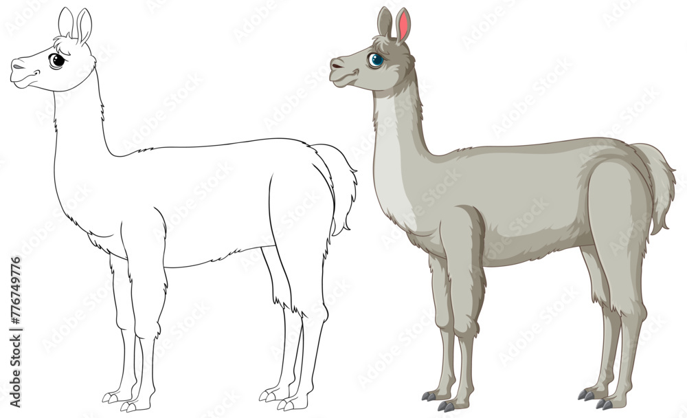 Obraz premium Vector illustration of a llama, outlined and colored
