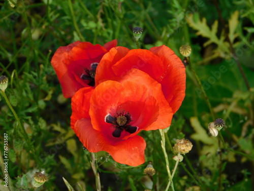 Red or common poppies  or Papaver rhoeas  wild flowers in the spring