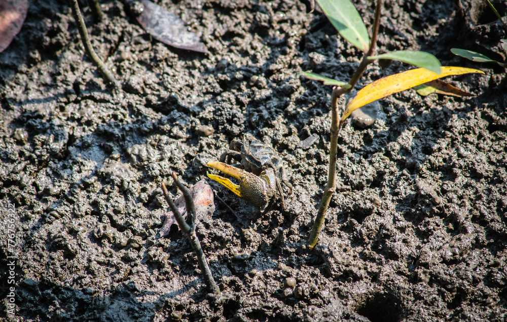 Finger-clawed crabs come out of their holes to find food on the mudflats in the mangrove forest. Finger-clawed crabs come out of their holes to find food on the mudflats in the mangrove forest.