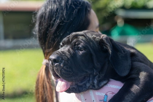 selective focus cute little black puppies Bandogs puppies Neapolitan Mastiff in perfect shape being held with love large mixed breed dog but cute personality colorful pattern photo