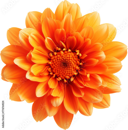 orange flower bloom isolated on white or transparent background transparency