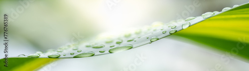 Nature of raindrop on green leaf in garden at summer. Natural green leaves plants using as spring background cover page greenery environment ecology lime green wallpaper © Fahkamram