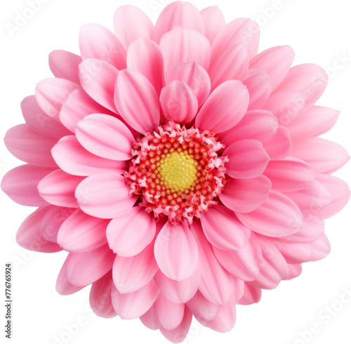 pink flower bloom isolated on white or transparent background,transparency