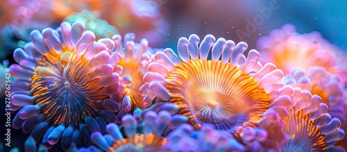 Vibrant Coral Polyp Reaching for Plankton in Underwater Ballet © Sittichok