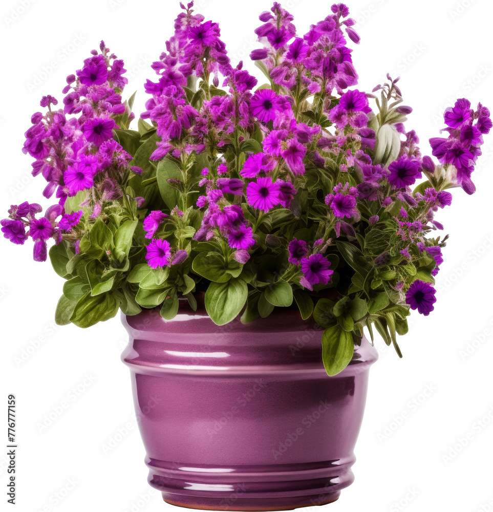 flower pot,pot of purple violet flower isolated on white or transparent background,transparency