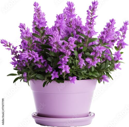 flower pot pot of purple violet flower isolated on white or transparent background transparency