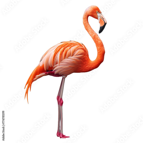 flamingo bird isolated on white. 