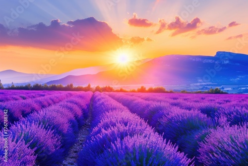 Field of lavender with bright sun in sky