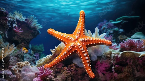 ocean sea star © vectorwin