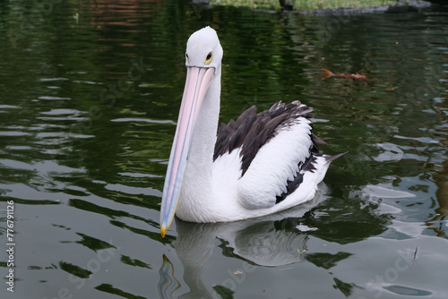 Australian pelican (Pelecanus conspicillatus) floating on water. Australian pelican is a large waterbird in Pelecanidae Family. Bird in natural environment.