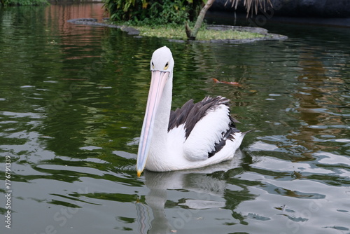 Australian pelican (Pelecanus conspicillatus) floating on water. Australian pelican is a large waterbird in Pelecanidae Family. Bird in natural environment.