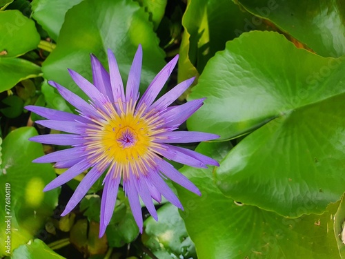 Purple lotus with big green leaves