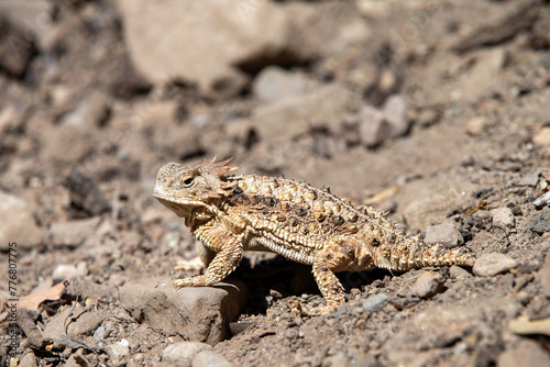 Horned Liard  horned Toad  in Arizona Desert