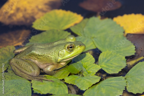 Green frogs on pond	