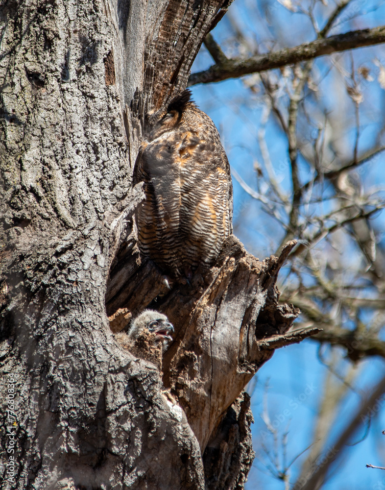 Obraz premium Great Horned Owl, Mother and Owlet, April, Minneapolis, Minnesota