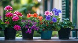 Colorful flowers growing in pots on the balcony