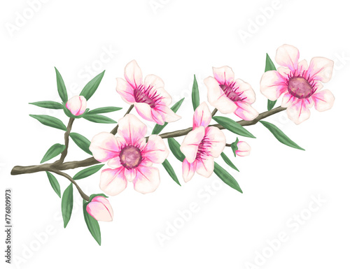 Manuka flower botanical painting illustration