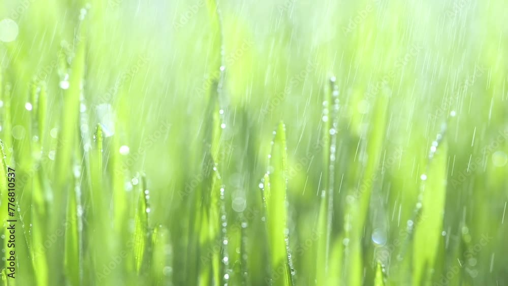 Green grass with dew drops clips, dew drops on green grass footage, rain drops on green grass video. Closeup rotation Green grass with dew drops clips, dew drops on green grass footage, rain drops on green grass video. Closeup rotation