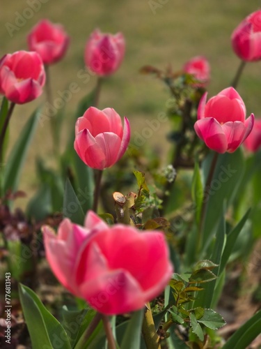 tulip  flower  spring  pink  tulips  nature  garden