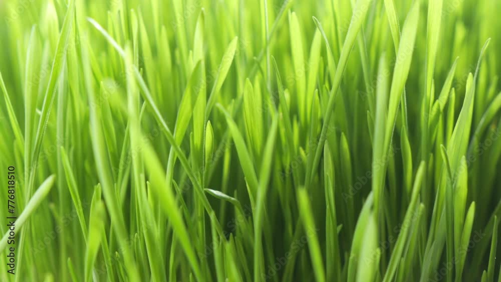 Lush green grass. Spring morning in nature, sun breaks through the stalks of grass. 4K Lush green grass. Spring morning in nature, sun breaks through the stalks of grass. 4K