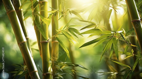 plant bamboo tree