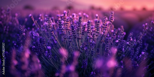 A field of lavender flowers is bathed in the warm glow of a setting sun in the background. The purple flowers contrast beautifully with the orange and pink hues of the sky.