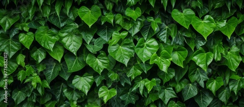 Green leaves clustered together tightly on a rustic brick wall, creating a natural and vibrant display
