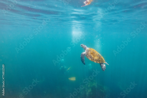 息継ぎをするためにゆったり泳ぐ美しく大きなアオウミガメ（ウミガメ科）とダイバー達。日本国静岡県伊東市、川奈港にて。 2023年6月18日撮影。 水中写真。Beautiful and large green sea turtle (Chelonia mydas, family Turtles) swimming leisurely with divers to catch the breat