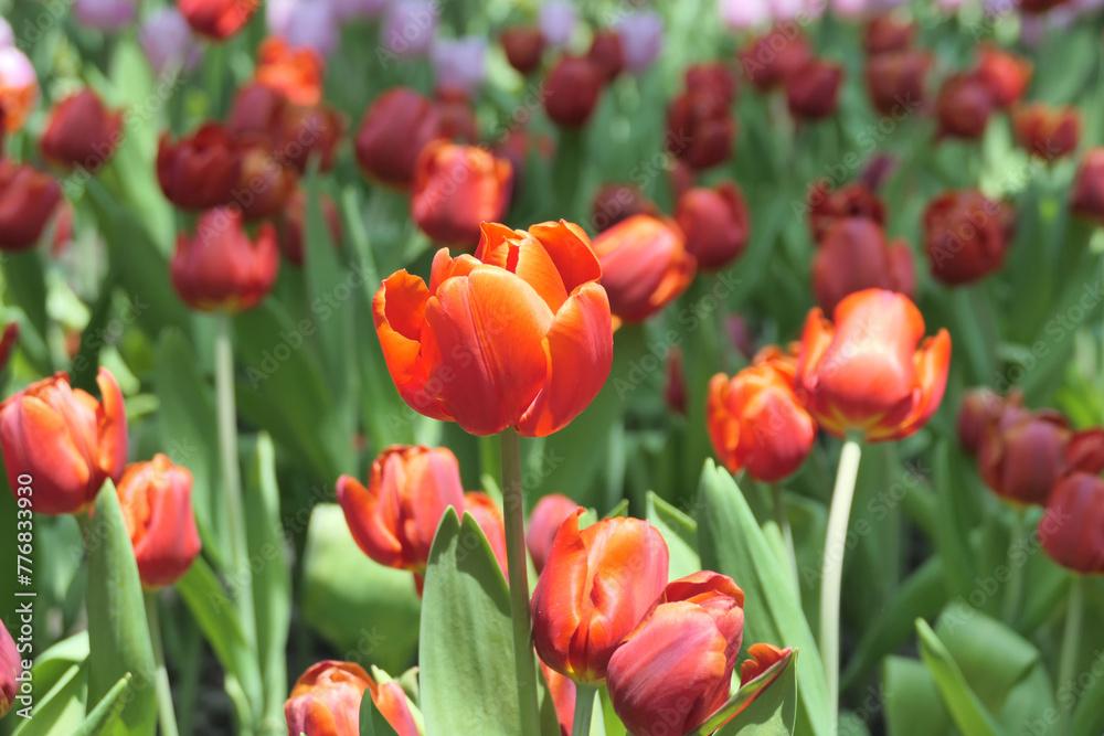 Tulips flower beautiful in garden plant