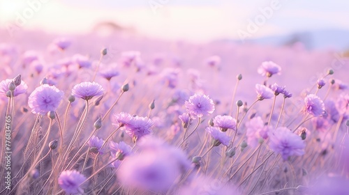 periwinkle pastel purple flower