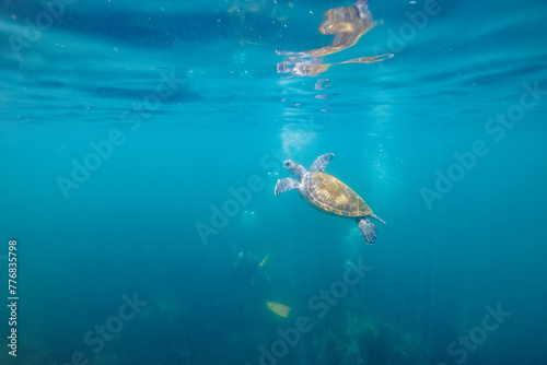                                                                                                                                                                               2023   6   18                              Beautiful and large green sea turtle  Chelonia mydas  family Turtles  swimming leisurely with divers to catch the breat