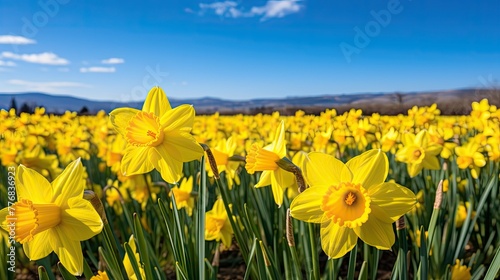 narcissus yellow daffodil